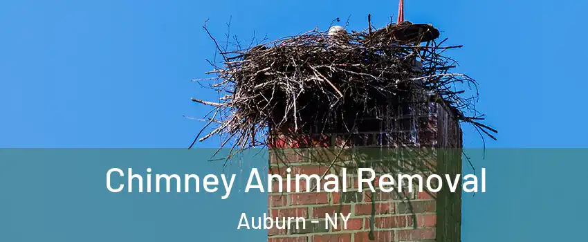  Chimney Animal Removal Auburn - NY