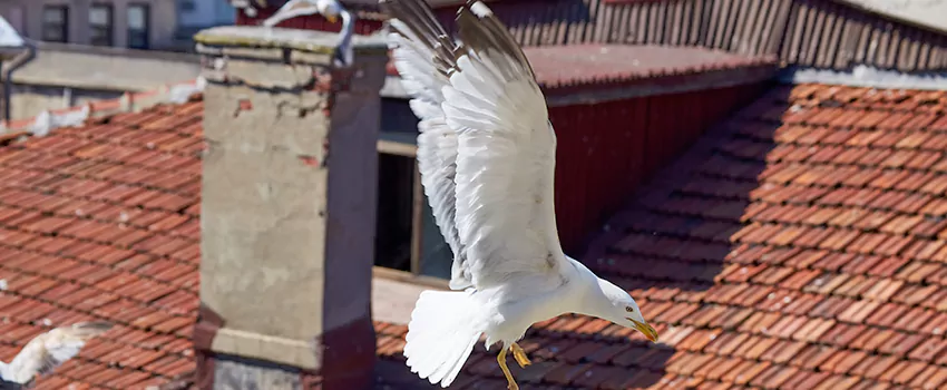 Residential Chimney Animal Removal Solution in Auburn, NY