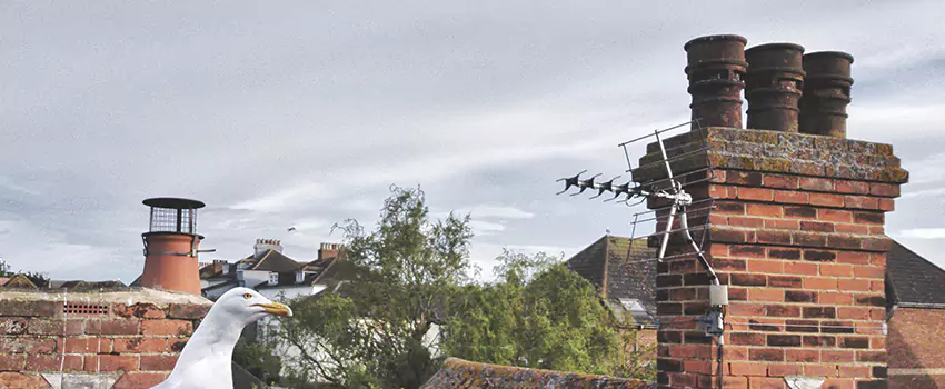 Chimney Cleaning And Restoration in Auburn, New York